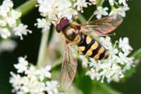 Eupeodes corollae