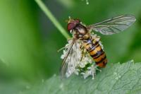 Episyrphus balteatus
