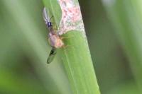 Anomoia purmunda