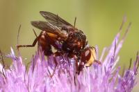 Sicus ferrugineus