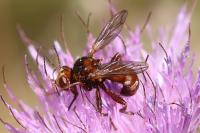 Sicus ferrugineus