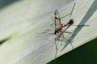 Ptychoptera contaminata