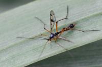Ptychoptera contaminata
