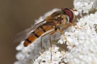 Episyrphus balteatus