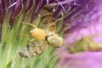 Terellia tussilaginis