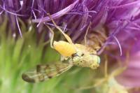 Terellia tussilaginis