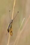 Libelloides longicornis