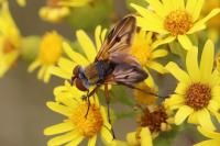 Ectophasia crassipennis
