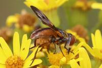 Ectophasia crassipennis