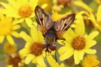 Ectophasia crassipennis