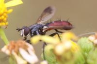 Cylindromyia bicolor