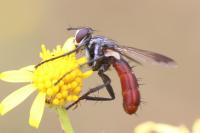 Cylindromyia bicolor