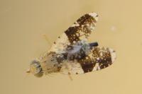 Tephritis formosa