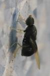 Pachygaster atra