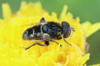 Eristalinus sepulchralis