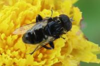 Eristalinus sepulchralis