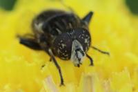 Eristalinus sepulchralis