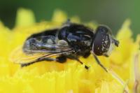 Eristalinus sepulchralis