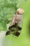 Tephritis formosa