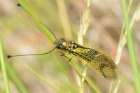Libelloides longicornis