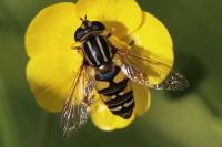 Helophilus pendulus