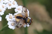 Ectophasia crassipennis