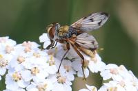 Ectophasia crassipennis