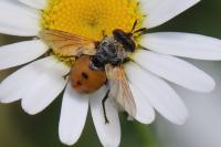 Gymnosoma