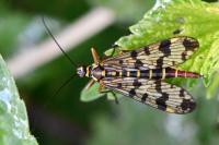 Panorpa vulgaris