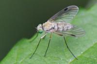 Chrysopilus asiliformis
