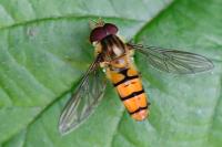 Episyrphus balteatus