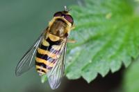 Syrphus vitripennis