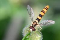 Sphaerophoria scripta