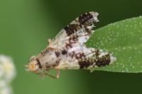 Tephritis formosa