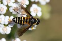 Lomatia lateralis