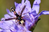 Physocephala vittata