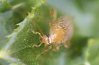 Planuncus vinzi