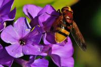 Volucella zonaria
