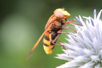 Volucella zonaria
