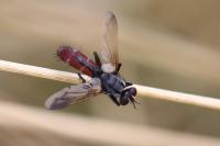 Cylindromyia bicolor