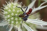 Cylindromyia bicolor