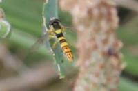 Sphaerophoria scripta