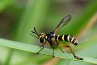 Conops scutellatus