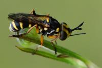 Conops scutellatus