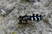 Scaeva pyrastri