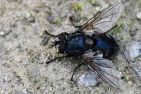 Blepharipa pratensis