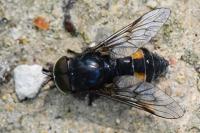 Hybomitra bimaculata