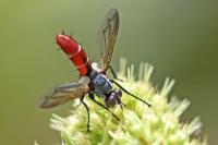 Cylindromyia bicolor