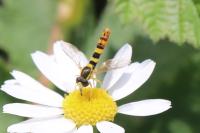 Sphaerophoria scripta