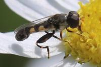 Syritta pipiens